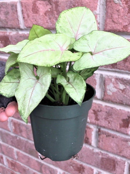 K 4” Pink Arrowhead