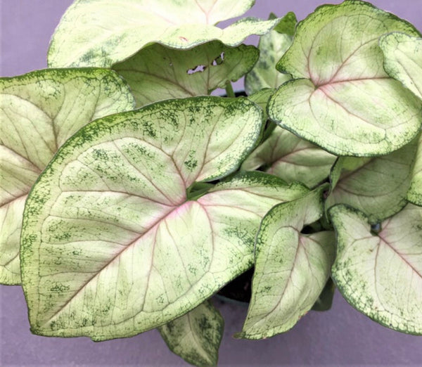 K 4” Pink Arrowhead