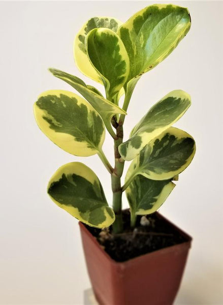 K 3” Variegated Peperomia