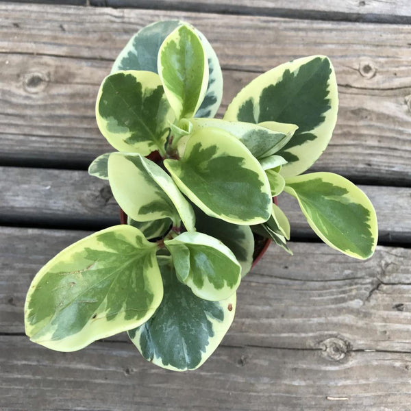 K 3” Variegated Peperomia