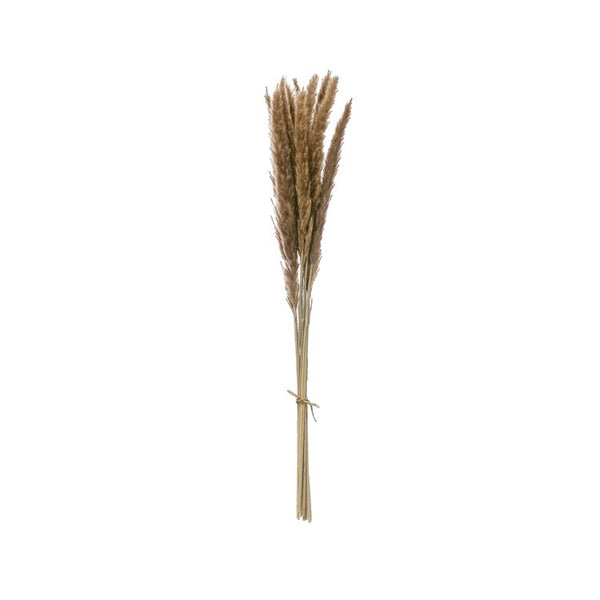 25-1/2"H Dried Natural Pompass Grass Bunch