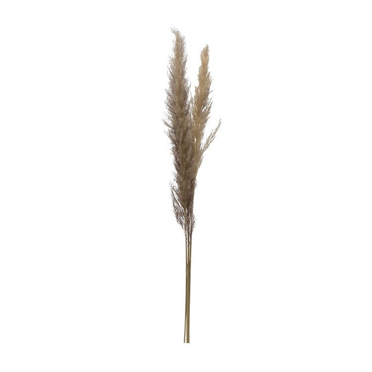 43-1/4"H Dried Natural Pampas Grass Bunch